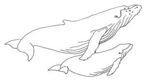 Baleines